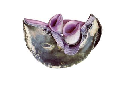 brooch: fabrics, shell, snails shells, glass beads